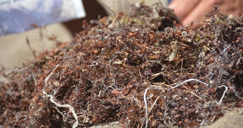 Dikili kıyılarında görülmüştü! Sargassum zararlı mı?