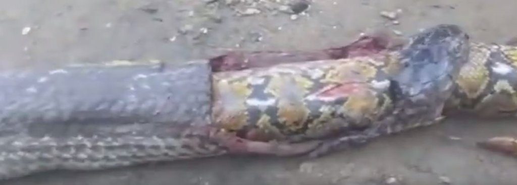 Dev kobra 3 metrelik pitonu böyle yuttu