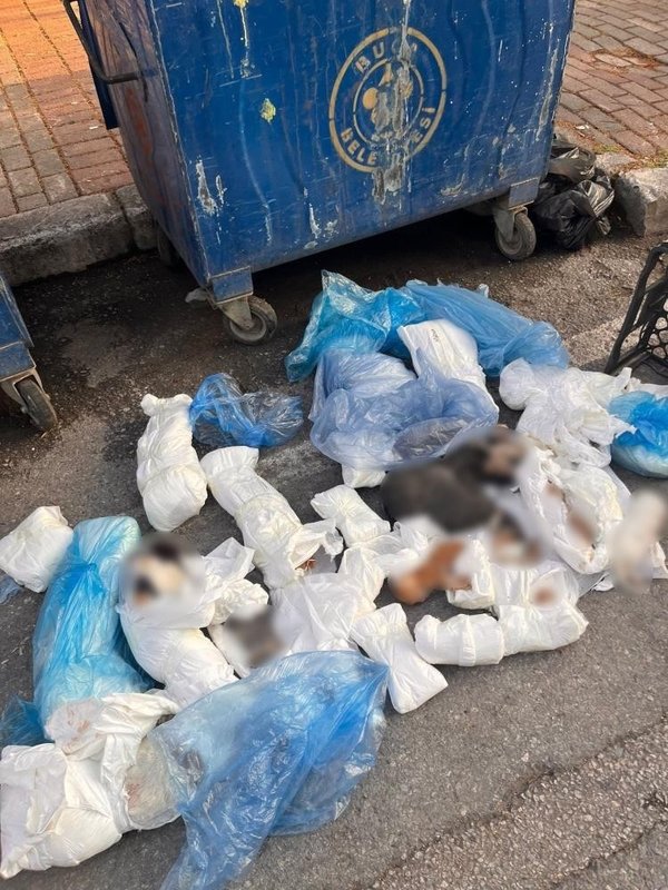 izmirdeki-kedi-vahsetinde-yeni-gelisme-33-kedi-copte-bulunmustu-1779608489771.jpeg