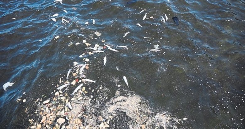 Körfez’deki balık ölümleri her geçen gün artıyor!