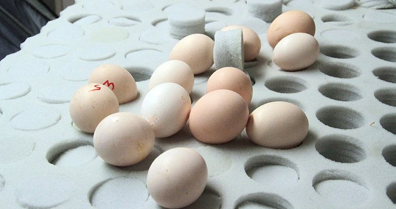 Atatürk Havalimanı’nda 802 adet ejderha tavuğu yumurtası ele geçirildi