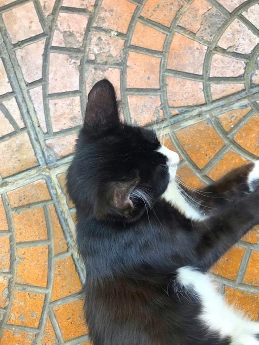İzmir’de Ebru Çanak kedilere işkence yapanı bulmak için sokak sokak geziyor
