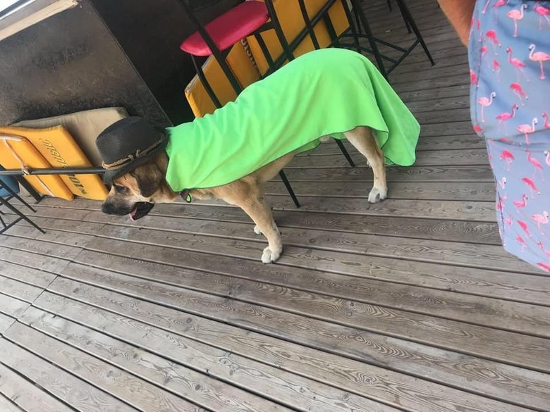 Balıkesir’de silahla öldürülen köpek toprağa gömülmüş bulundu