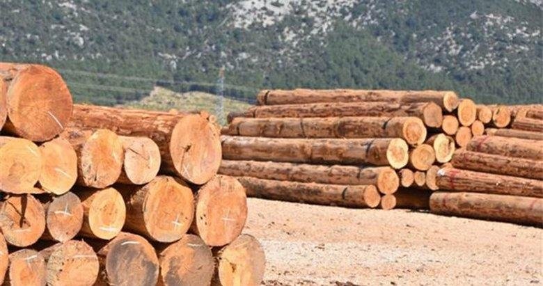 Orman çetesi operasyonunda yeni gelişme! Fethiye Orman İşletme Müdürü tutuklandı