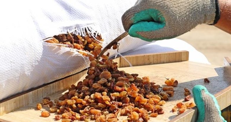 TMO 10 günde 10 bin tonun üzerinde kuru üzüm alımı yaptı