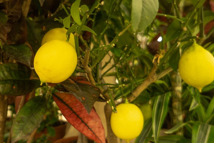 Bu diyet vücuttan yağ atarak 5 günde 3 kilo verdiriyor