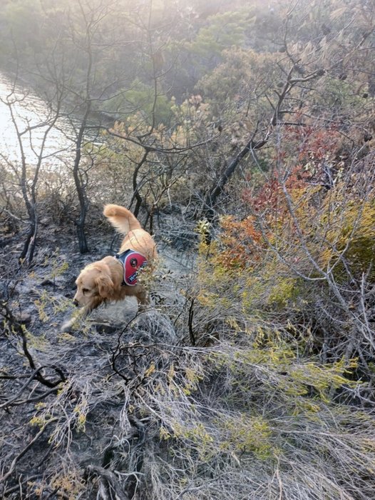 Yangının çıktığı noktayı ‘Kadro’ buldu! Bunu yapabilen tek köpek