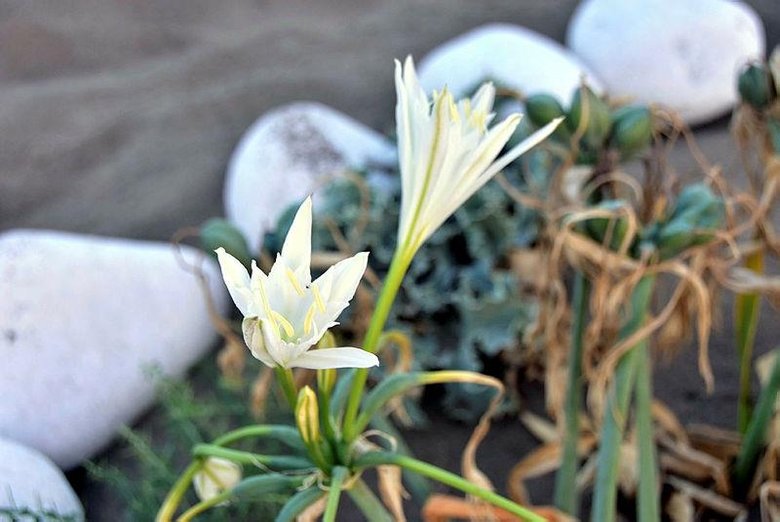 Plajda görürseniz dikkat edin! Binlerce lira cezası var
