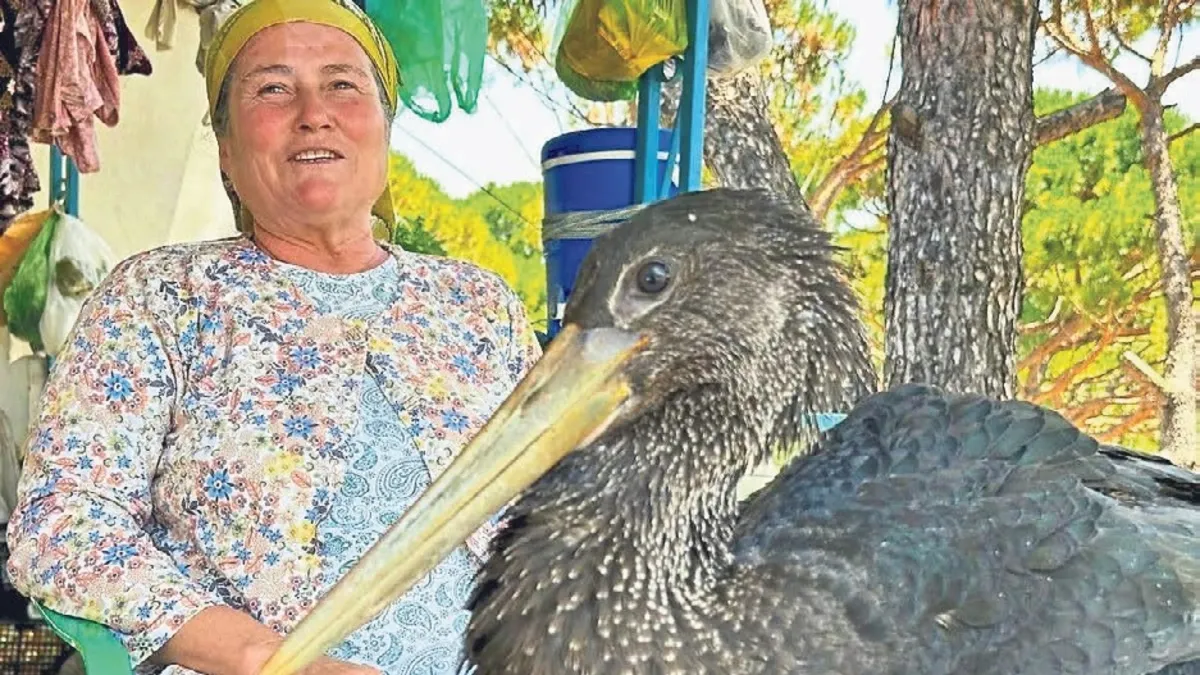 Aydın Söke'de Nesli Tükenme Tehlikesindeki Yaralı Kara Leylek Esma Bıçak Sayesinde Kurtarıldı