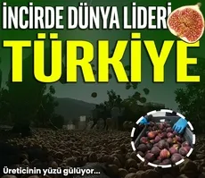 İncirde dünya lideri Türkiye