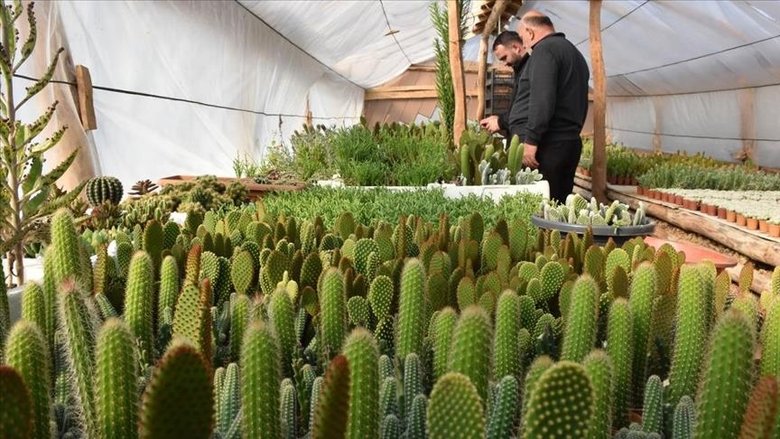 Radyasyonla savaşan bitkiler! Hayat kurtarıyor