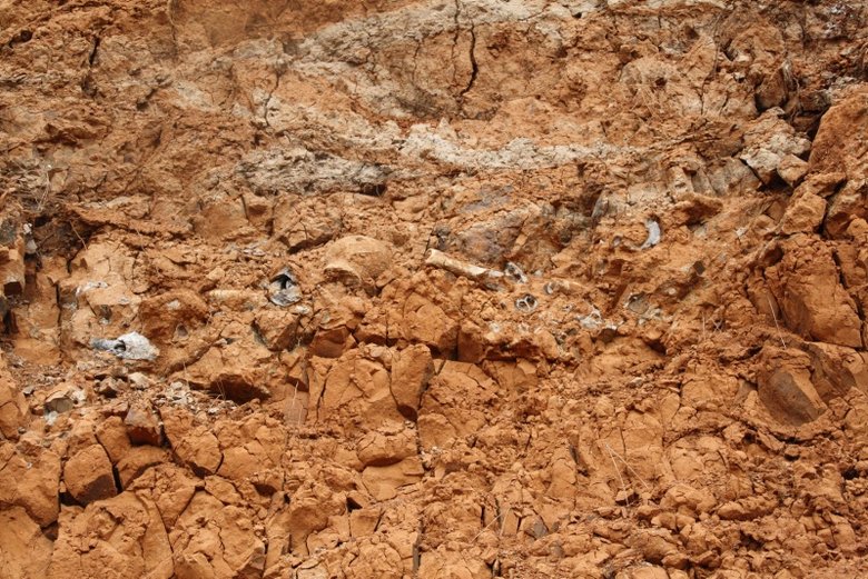 Denizli’de 8 farklı hayvan türüne ait fosil bulundu