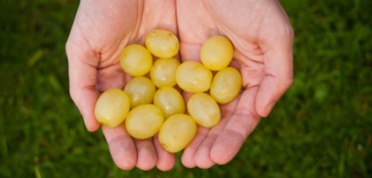 Yeşil üzümün faydaları nelerdir? Hangi hastalıklara iyi gelir?