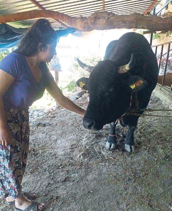 Pehlivan boğaların kaderi