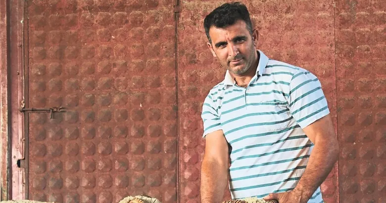 Milyonluk yerli koçun erkek üçüz yavrusu oldu