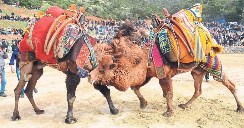 Develer arenaya çıkıyor