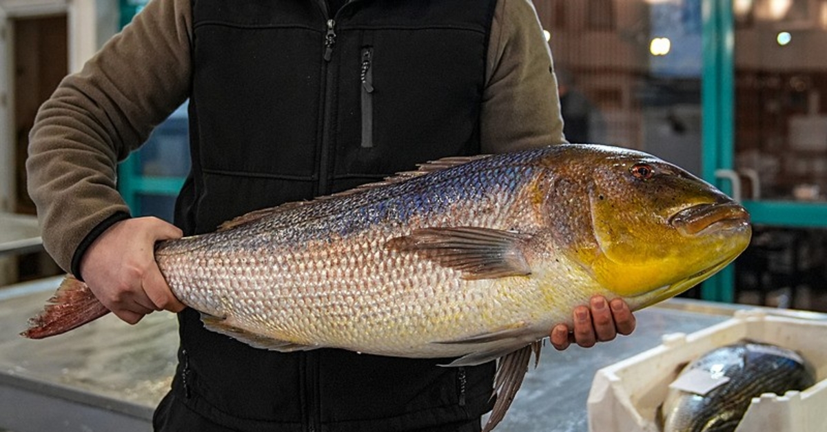 Ege'de ağlar dolup taştı: Rekor kırdı! En çok hangi balık tüketildi? İzmir, Muğla…