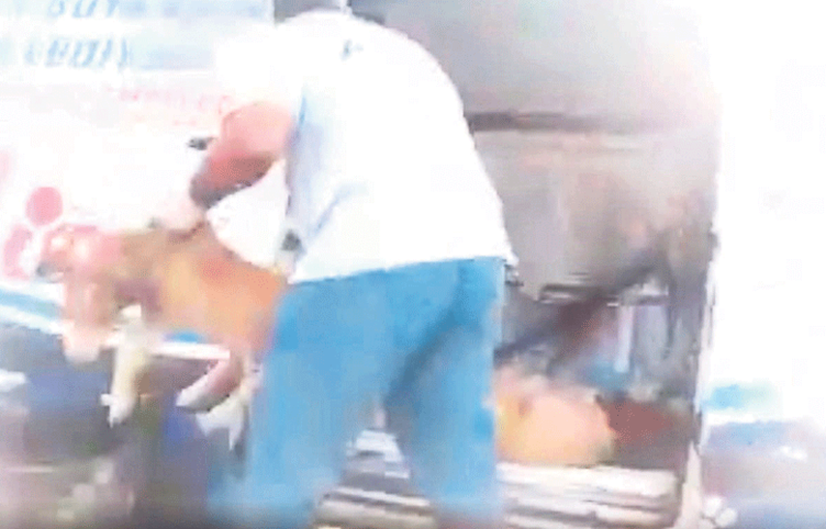 İşte Tunç Soyer’in açtığı Seferihisar Hayvan Barınağı’nın içler acısı hali