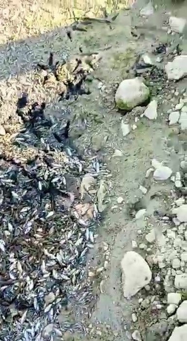 Denizli Pamukkale Ovası’nda susuzluk kabusu: Binlerce balık öldü