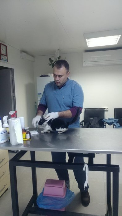 İzmir’de kediyi kurtarmak için seferber oldular