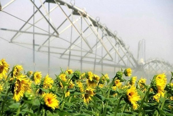 Bakan Pakdemirli’den çiftçilere müjde! Ödemeler kısa sürede hesaplara yatırılacak