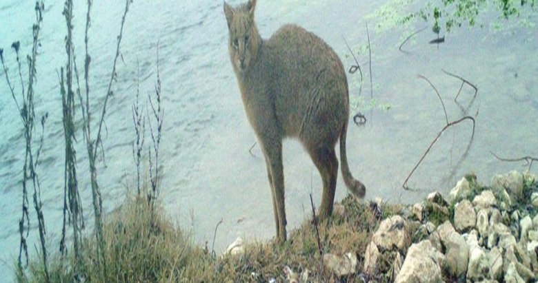 Saz kedisi Eskişehir’de ilk kez görüntülendi