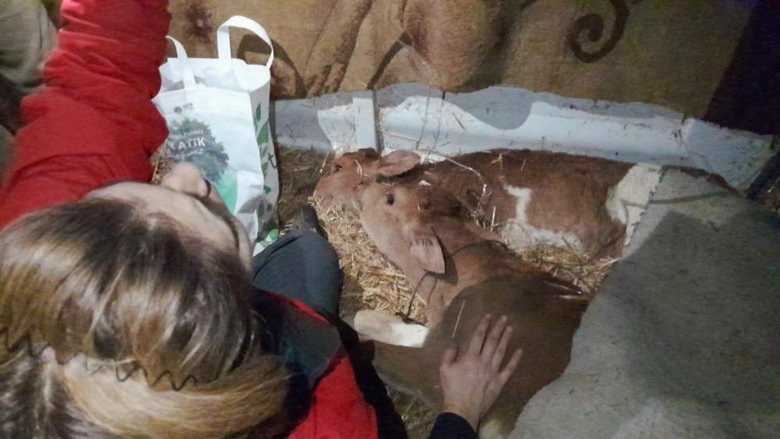 Muğla’ya gelen buzağı satıcılarına dehşeti yaşatmışlardı! 6 şüpheli tutuklandı