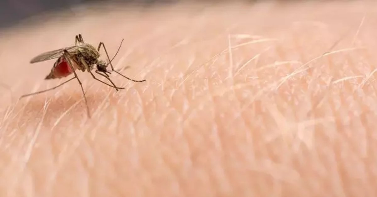 İzmir'de şimdi de karasinek kabusu