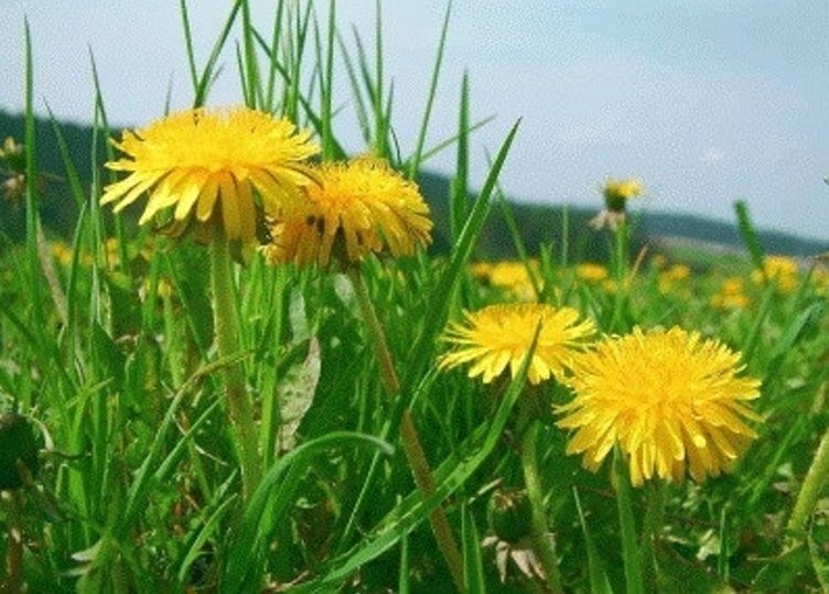 İbn-i Sina yıllar önce önerdi! Şeker hastalığının şifası