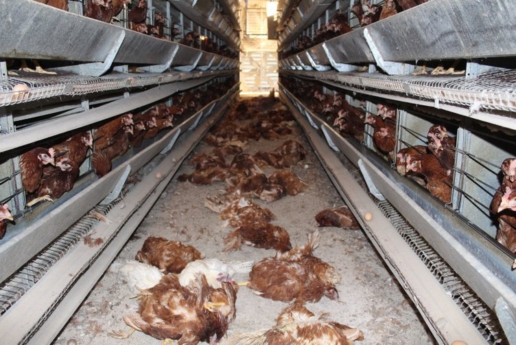 Denizli’de haciz katliamı: 40 bin tavuk öldü