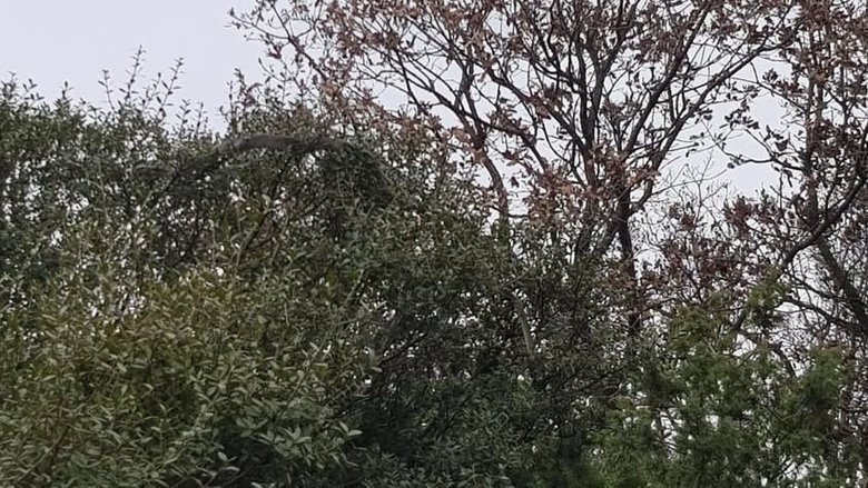 Çanakkale’de dev yılan: Yolun ortasında 8 metrelik yılanı görünce şoke oldular!