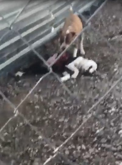 Çanakkale’de belediye barınağında vahşet! Hayvanlar açlıktan birbirini parçaladı