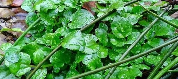 Bu bitkinin faydaları saymakla bitmiyor! A, K ve C vitaminlerine yüksek oranda sahip