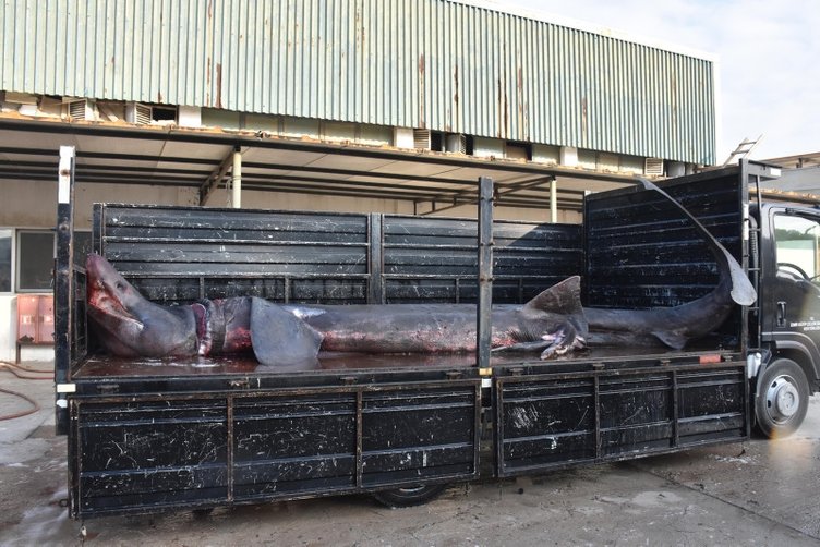 Dünyanın en büyük ikinci köpek balığı İzmir’de ağlara takılmıştı... Dev camgöz mumyalanarak müzede sergilenecek!