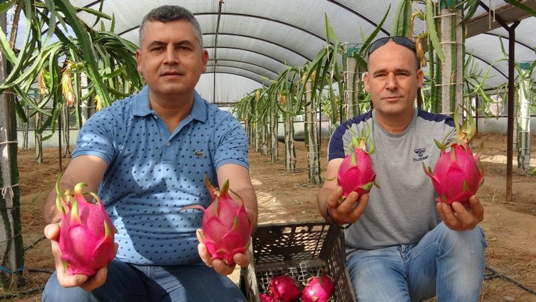 Aydın’daki bu meyve, henüz dalındayken 10 ila 25 liraya satılıyor