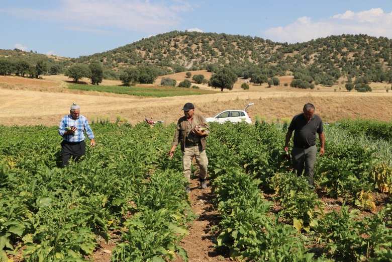 Afyon’da asırlık ata tohumu ile patlıcan üretiyorlar