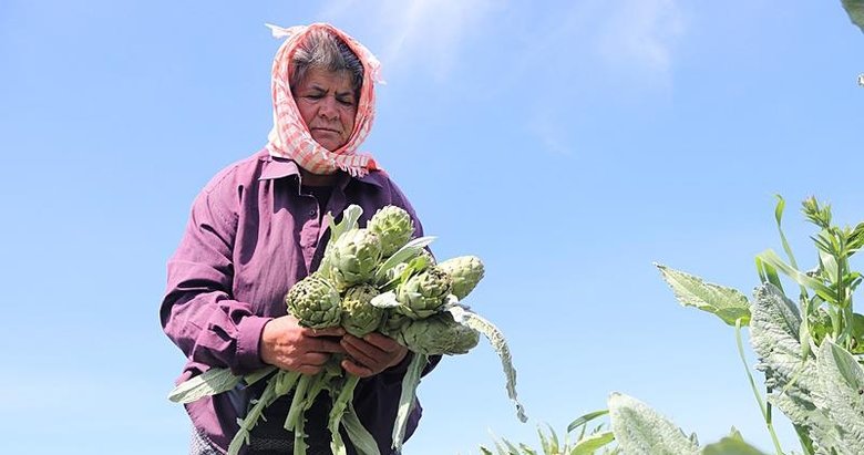 Tarladan sofraya sakız enginarı