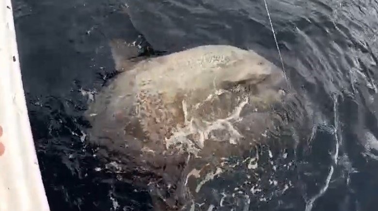 Yunanlılara kafa tutan balıkçı 1 tonluk ay balığı yakaladı