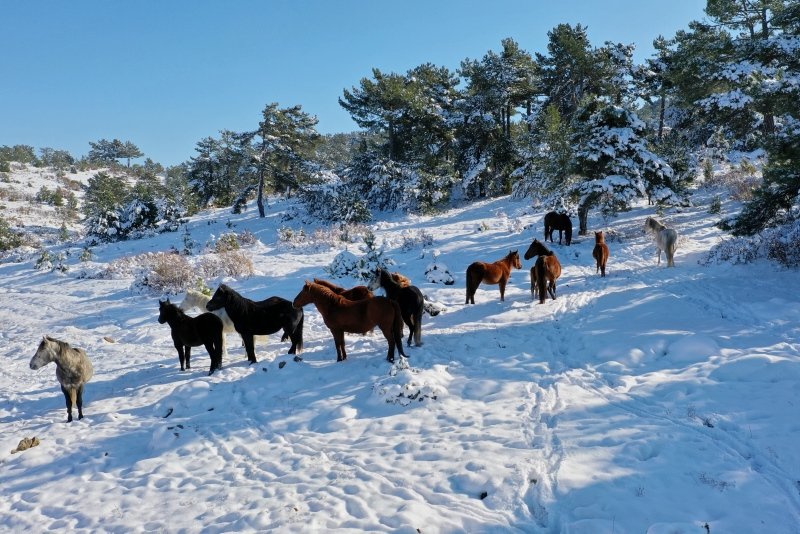 Kütahya’nın yılkı atları kar üstünde görüntülendi
