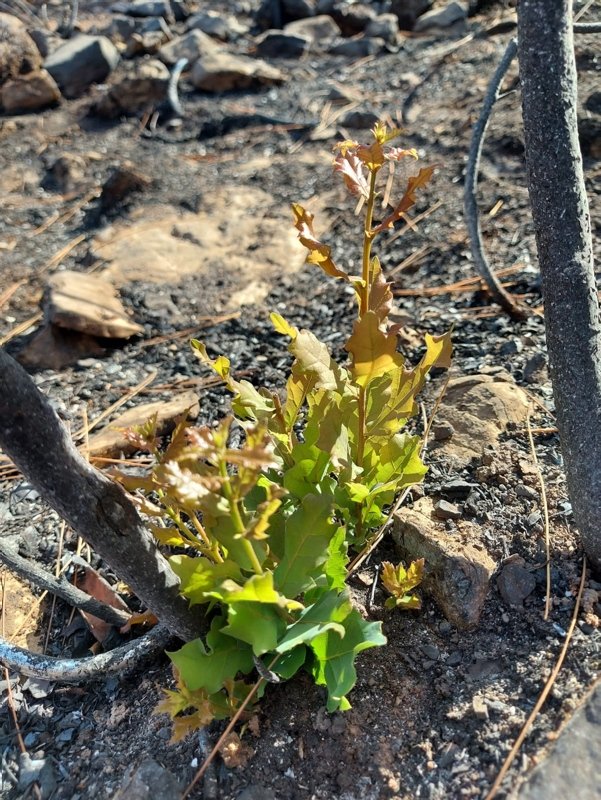 Muğla’da yanan ’özel bölgeler’ için ekolojik kurtarma operasyonu