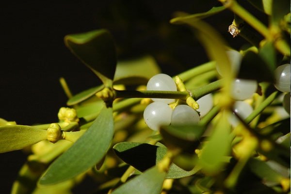 Ökse otu faydaları nelerdir, ne işe yarar?