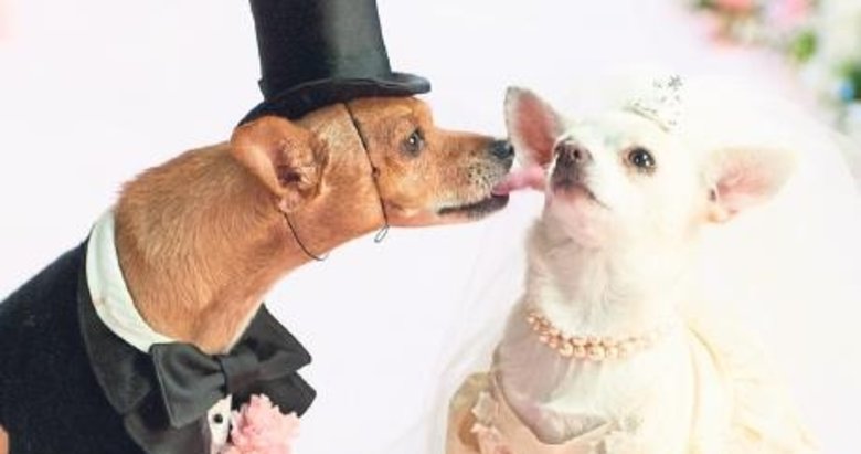 Sosyetenin yeni trendi köpek düğünü