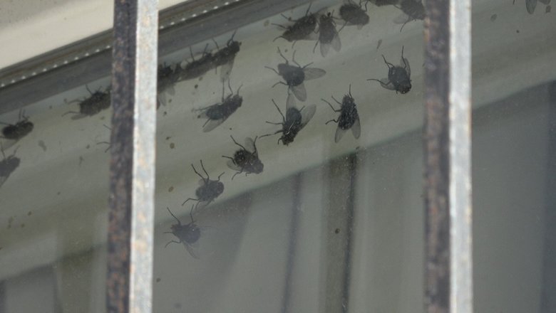 Günlerdir kötü koku gelen apartmandan kedi cesedi çıktı