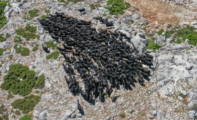 İzmir’de havalar ısındı göç yolculuğu başladı! Keçi üreticileri deniz manzaralı yaylalara gitmeye başladı