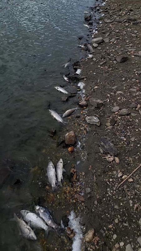 Gölcük Gölü’ndeki balık ölümlerinin nedeni ortaya çıktı