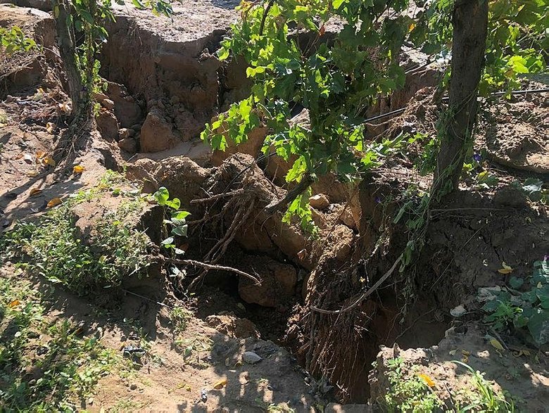 Sarıgöl’de sel suları fay hattını doldurunca... Üzüm bağlarında endişelendiren görüntü