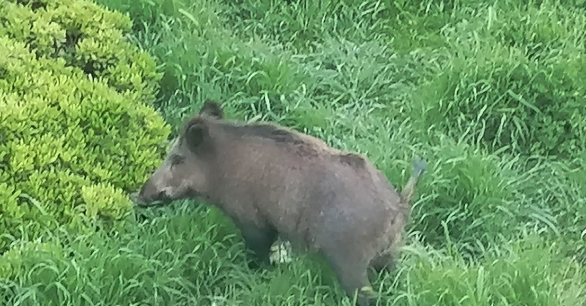 Balıkesir'de domuz baskını!
