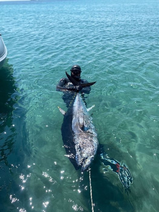 Çanakkale’de zıpkınla avladı! 180 cm boyunda 100 kilo ağırlığında