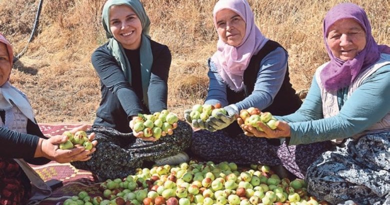 Manisalı kadınların hünnap mesaisi