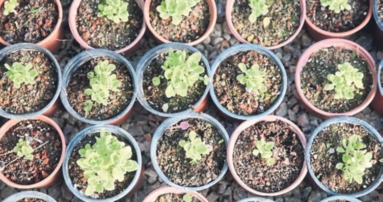 Tıbbi bitkilerin üretim alanı 6 bin dekara yükseldi